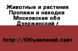 Животные и растения Пропажи и находки. Московская обл.,Дзержинский г.